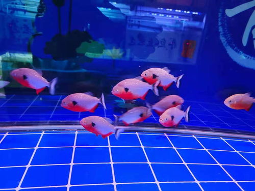 蓝色系：冷静与沉稳之效应