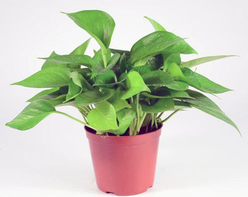 五、 绿萝与空气净化的双重功效