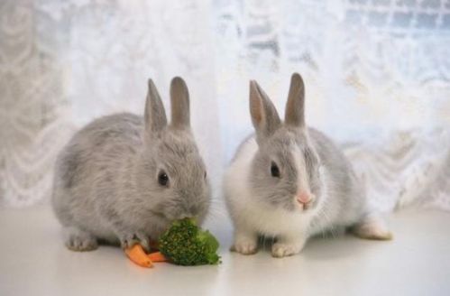 75年属兔人后半生财运如何，今日具体财运状况是怎样的？