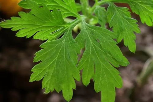 端午节插艾蒿与桃枝之传统渊源