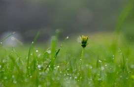 雨过天晴对应的生肖是什么？这个生肖的寓意和特点有哪些？