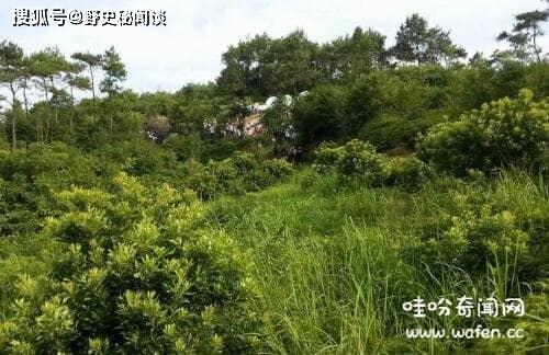2. 根系发达树木的潜在侵蚀与风水禁忌