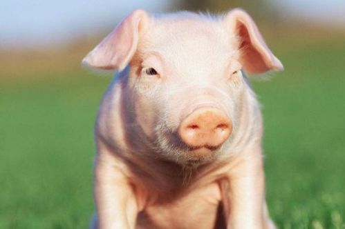 属猪11月30日运势和10月24日生人运势分别如何？