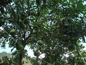 四、 防止顶心煞：避免中心及大门附近布置