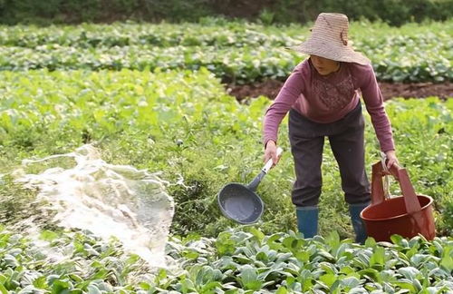 为什么我梦见浇菜地水浇得彳艮满，是不是预示着什么好事？