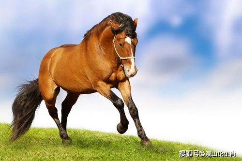 2026年属马男性财运如何，具体财运表现是怎样的？