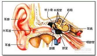 二、 生理性因素：环境变化与情绪波动的影响
