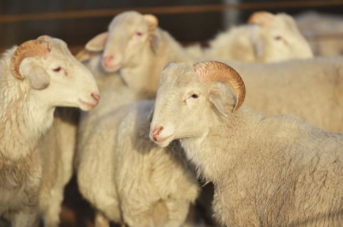 8. 属羊者的包容性交互模式与人本关怀