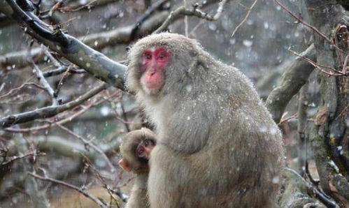 属猴人30岁财运图和40岁财运解析分别是什么？