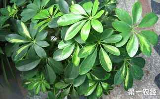 六、 修剪技术与支撑防护措施