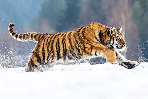 2026年属虎人感情婚姻运势，属虎女结婚的最佳月份是哪个月？