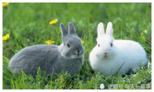 50岁属兔的人是哪一年出生的？这代表什么生肖年份？