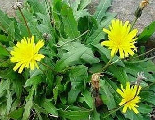 家里长蒲公英有什么风水讲究？