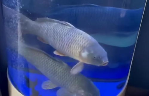 1. 鱼缸形状与空间布局的严谨性