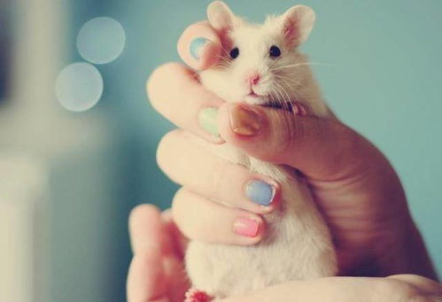 女人梦见一只小白鼠是什么预兆或象征？