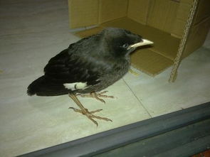 梦见家里有鸟，这预示着什么？是吉是凶，还是预示着某种特殊的意义呢？