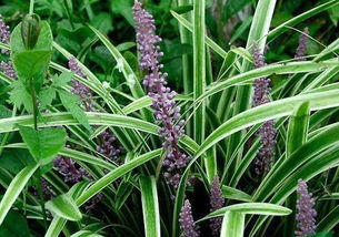 麦冬种植在住宅门前是否有助于提升家居风水？