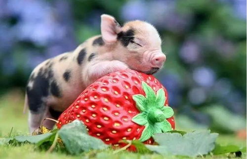 2026年2月属猪人开业吉日具体是哪几天？