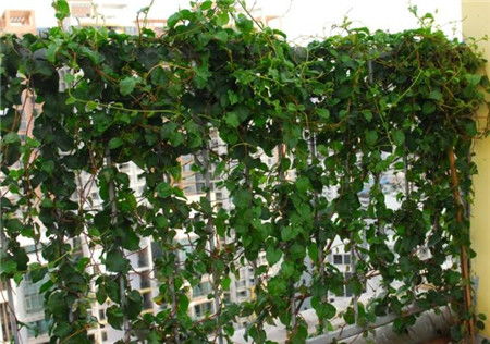 爬藤花卉对家居风水有促进作用吗？