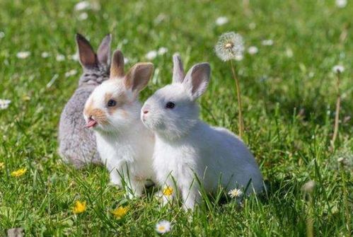 属兔7月和11月运势及事业运程分别如何？