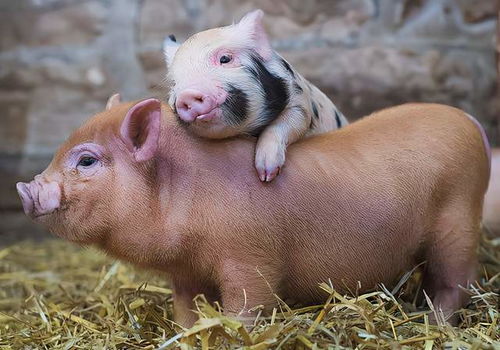 83年属猪大海水命，五行缺金，养风水鱼能补金吗？