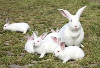 3. “多子多福”与繁衍旺盛的象征