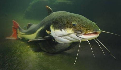 为什么风水招财猫鱼不嫩同时养两条，有什么讲究？