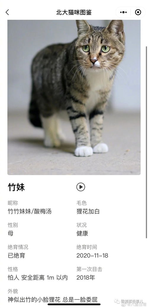 是谁给那位懂得禅修的猫咪取了一个如此风趣的名字呢？