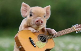 1995年属猪的男性财运如何，婚姻状况怎样？