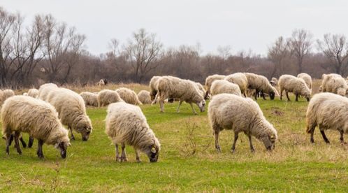 2026年属羊男性适合做什么？如何改善属羊男人在2026年的运势？