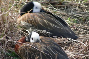 卧室养鸭子吉凶？属虎的人适合养鸭子吗？