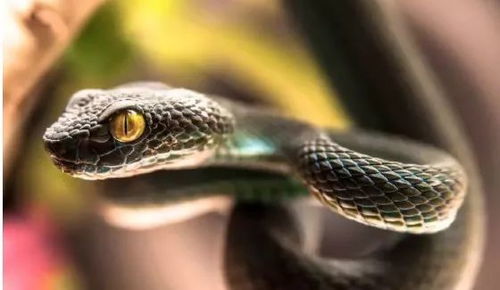 2026年属蛇的人每个月的运势具体是怎样的？