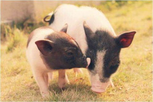 属相猪丁卯日出生的人命运如何？生肖猪2026年详解是什么意思？