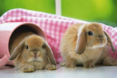 1975年属兔女性下半年财运如何，具体运势分析是什么？