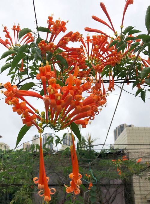 屋顶种植炮仗花会对家宅风水产生怎样的影响呢？