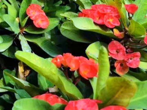 商家应用：招财进宝与平安保障的双重考量