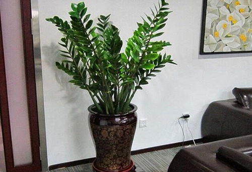 1. 财运象征——金钱树（Pachira aquatica）