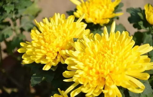 2.2 长寿延年的象征