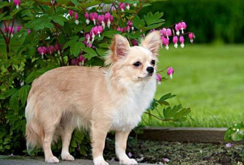 鼠年属狗的人2026年运势究竟如何？