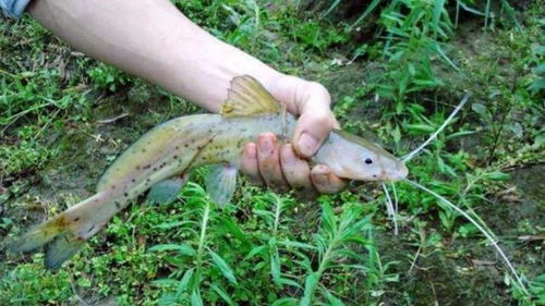 钓伏渡挽是什么生肖？打一生肖动物，长尾的是什么？