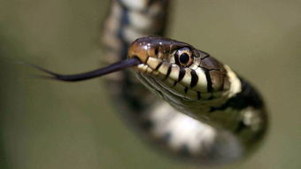 2026年属蛇的婚姻中，佩戴什么饰物有何特殊含义？