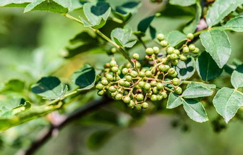 种植花椒树在坟地附近会对风水产生不良影响吗？