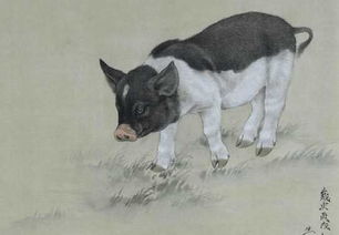 1971年属猪的人金猪寿命是多少年？