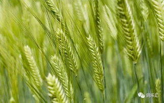 2.3 大麦与小麦在家居环境中的具体应用