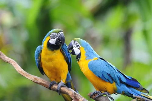 迷你鹦鹉究竟算不算风水鱼呢？