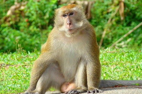 1980年属猴取名运势，如何取个微信名字财运好？