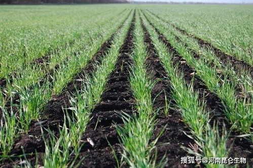 温度管理——避免过早或过晚投籽引起产量亏损