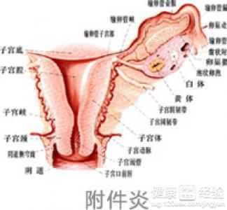 子宫附件炎对怀孕成功的作用于