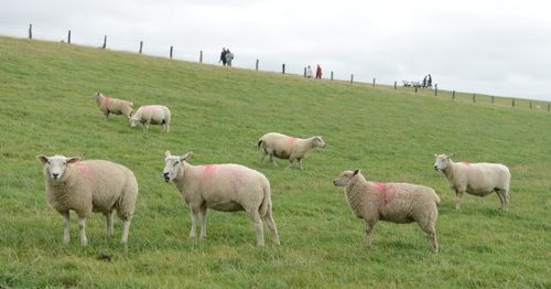 属羊人2026年1月1日搬家是否为吉日？