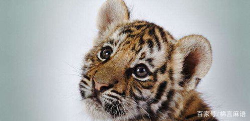 2024年属虎人的吉祥色和禁忌色分别是什么？